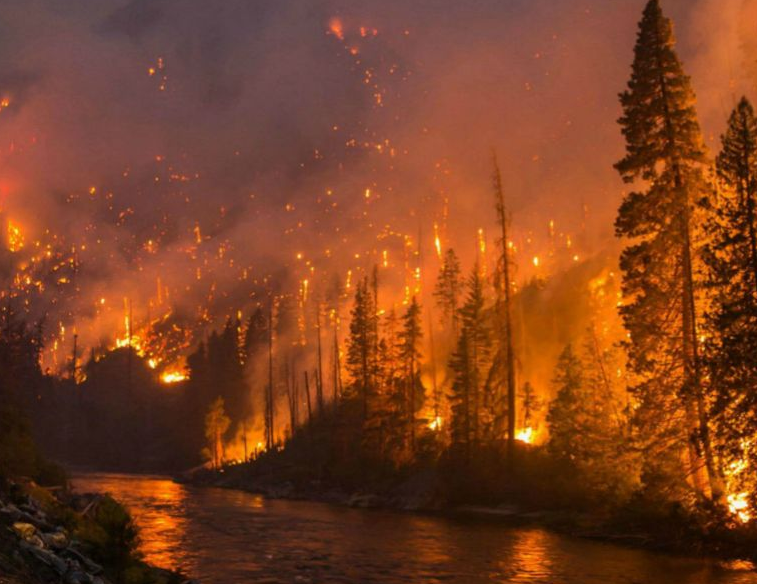 丛林防火 丛林防火